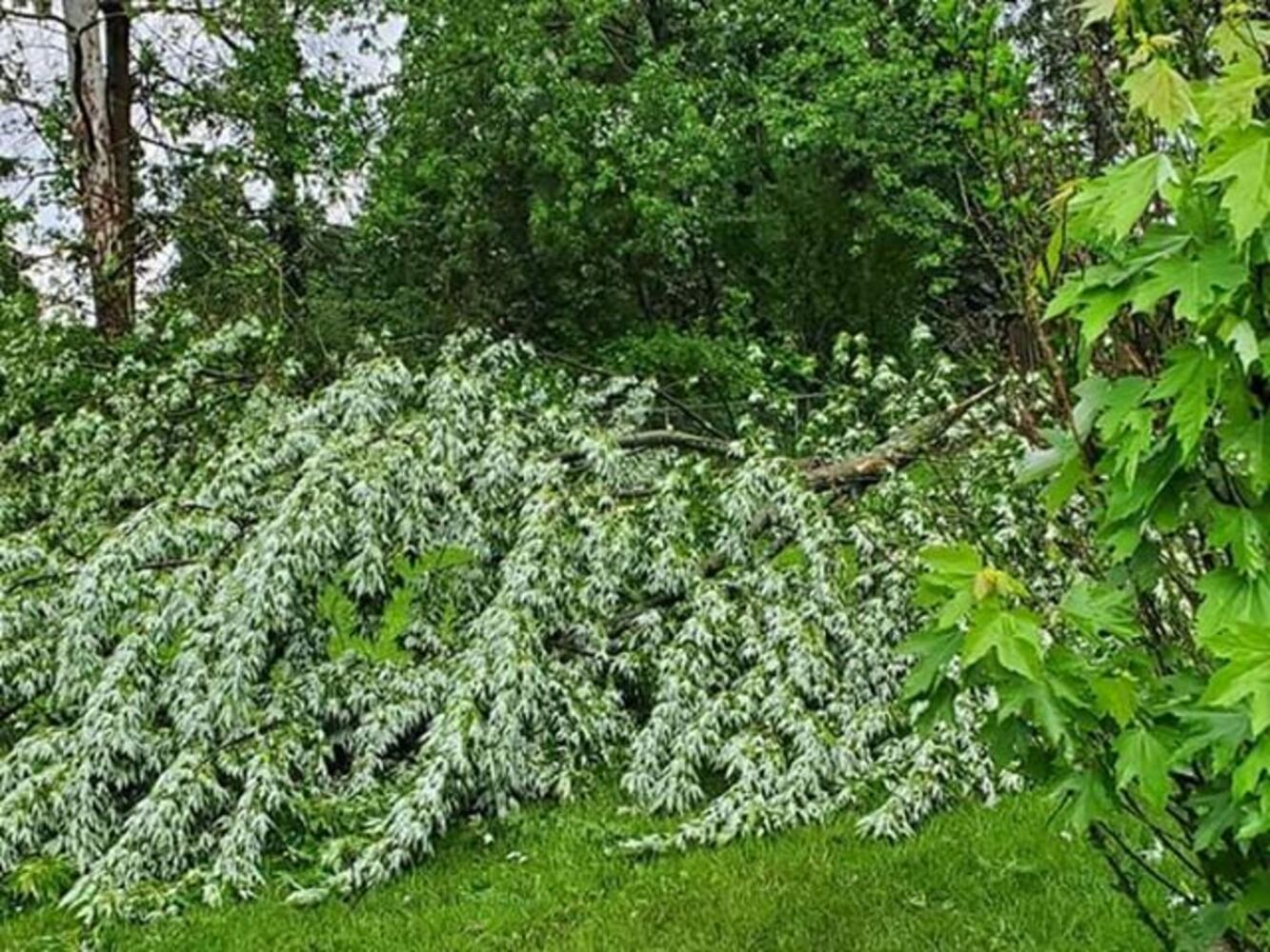 Piqua storm damage