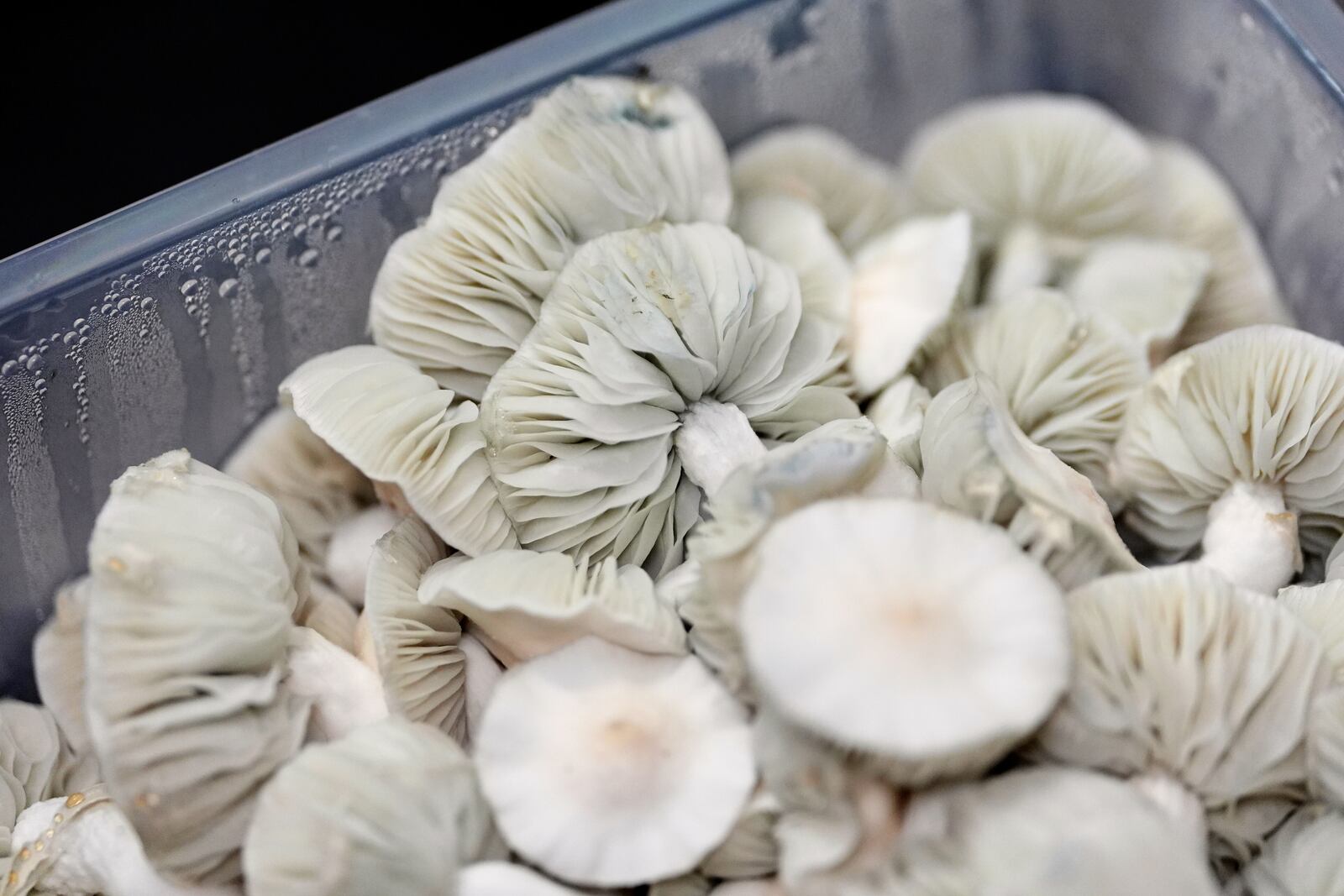 Psilocybe cubensis mushrooms grown to harvest for microdosing sit in a plastic box Wednesday, March 26, 2025, in Olympia, Wash. (AP Photo/Lindsey Wasson)