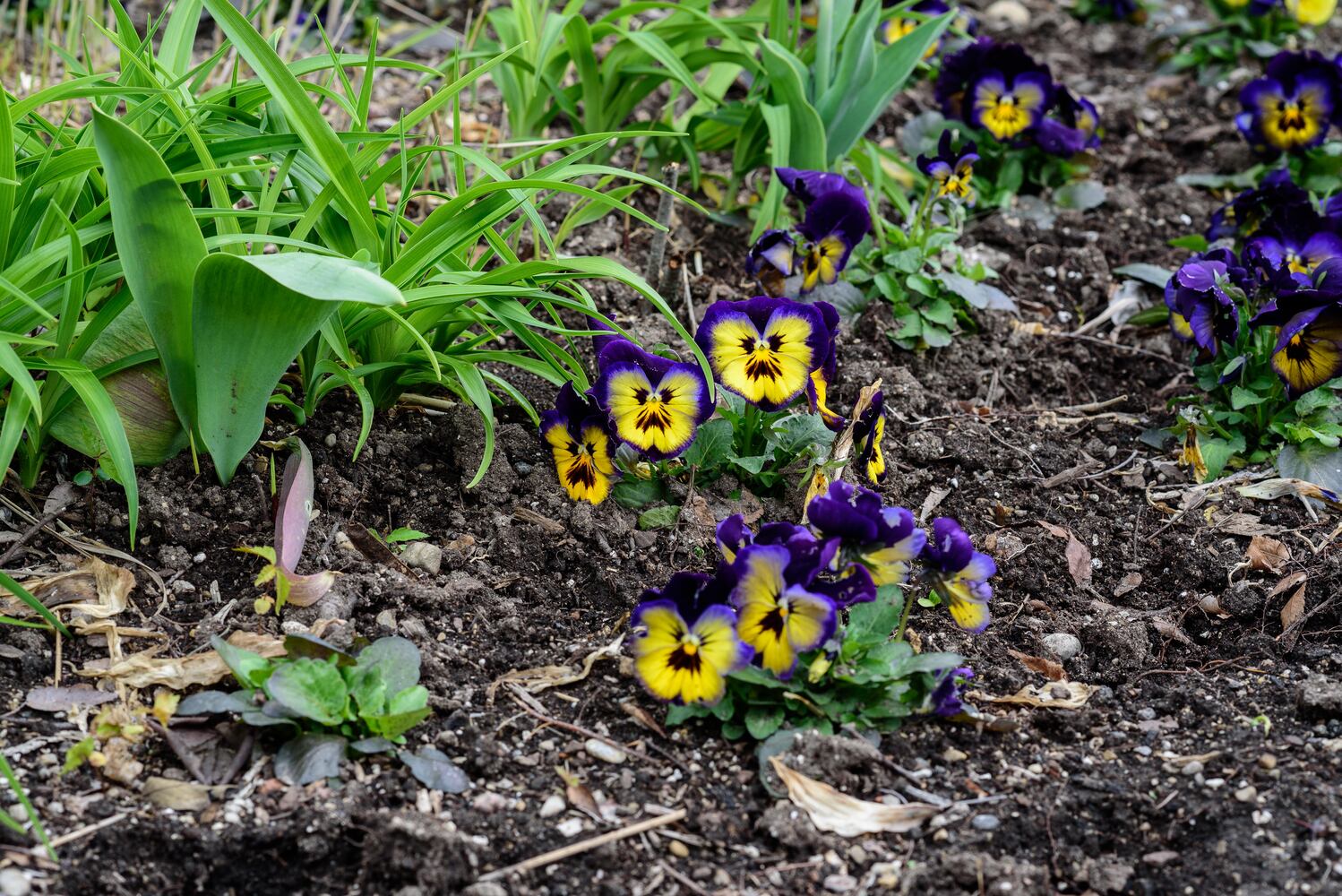 PHOTOS: Multi-colored tulips are in full bloom at Smith Memorial Gardens