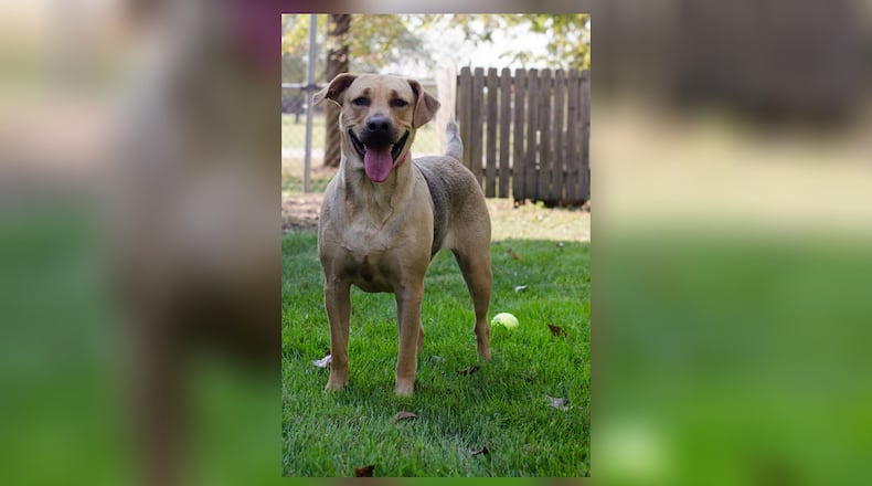 Honey came all the way from a shelter in Kentucky. CONTRIBUTED