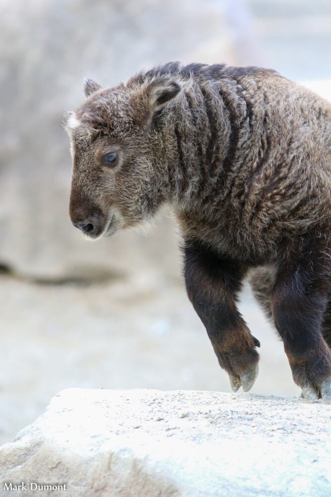 PHOTOS: Fall in love with Cincinnati Zoo babies