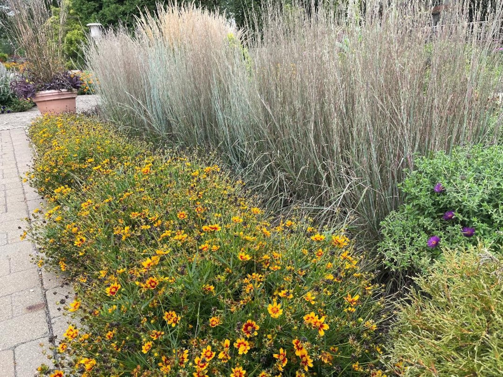 The rain garden at Wegerzyn MetroPark. Photo by Russell Florence Jr.
