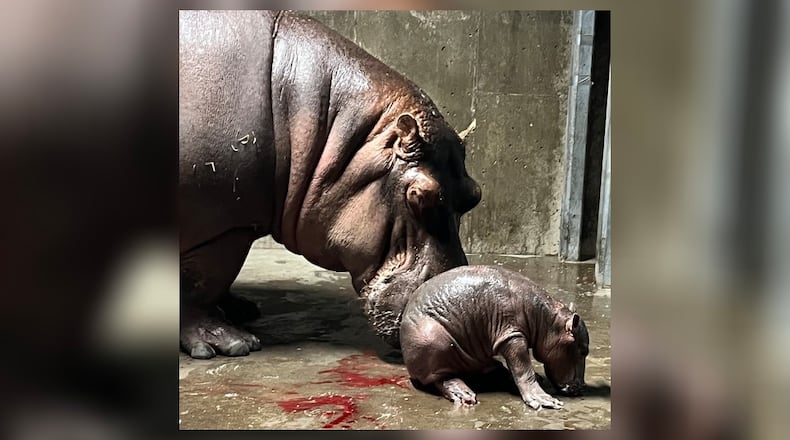 The Cincinnati Zoo's hippo Bibi gave birth to her second calf on Wednesday, Aug. 3, 2022, making 5-year-old Fiona officially a big sister. Photo courtesy the Cincinnati Zoo & Botanical Garden.