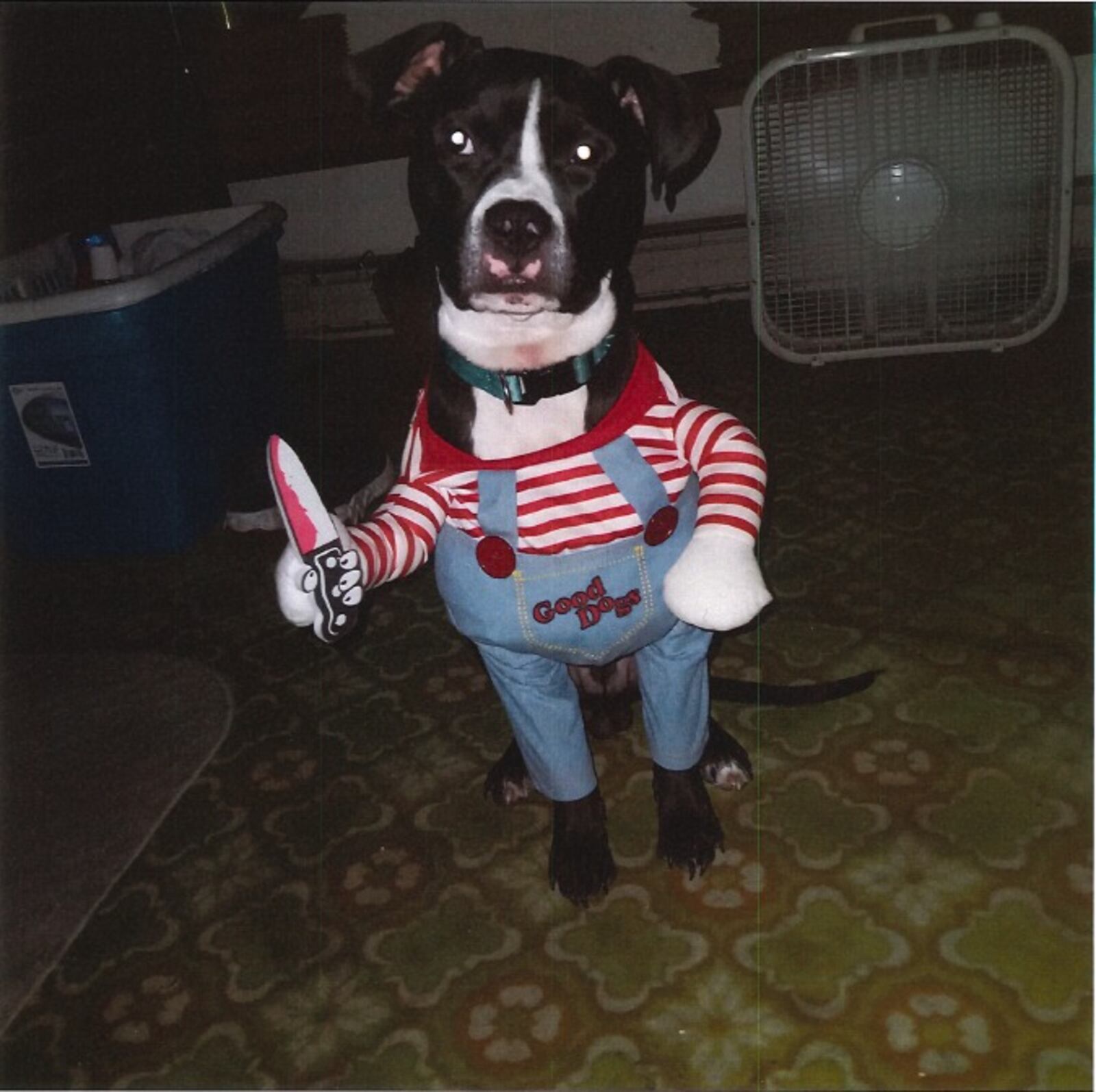 This black and white boxer mix named Tux was inside a stolen car this morning in Middletown. SUBMITTED PHOTO
.