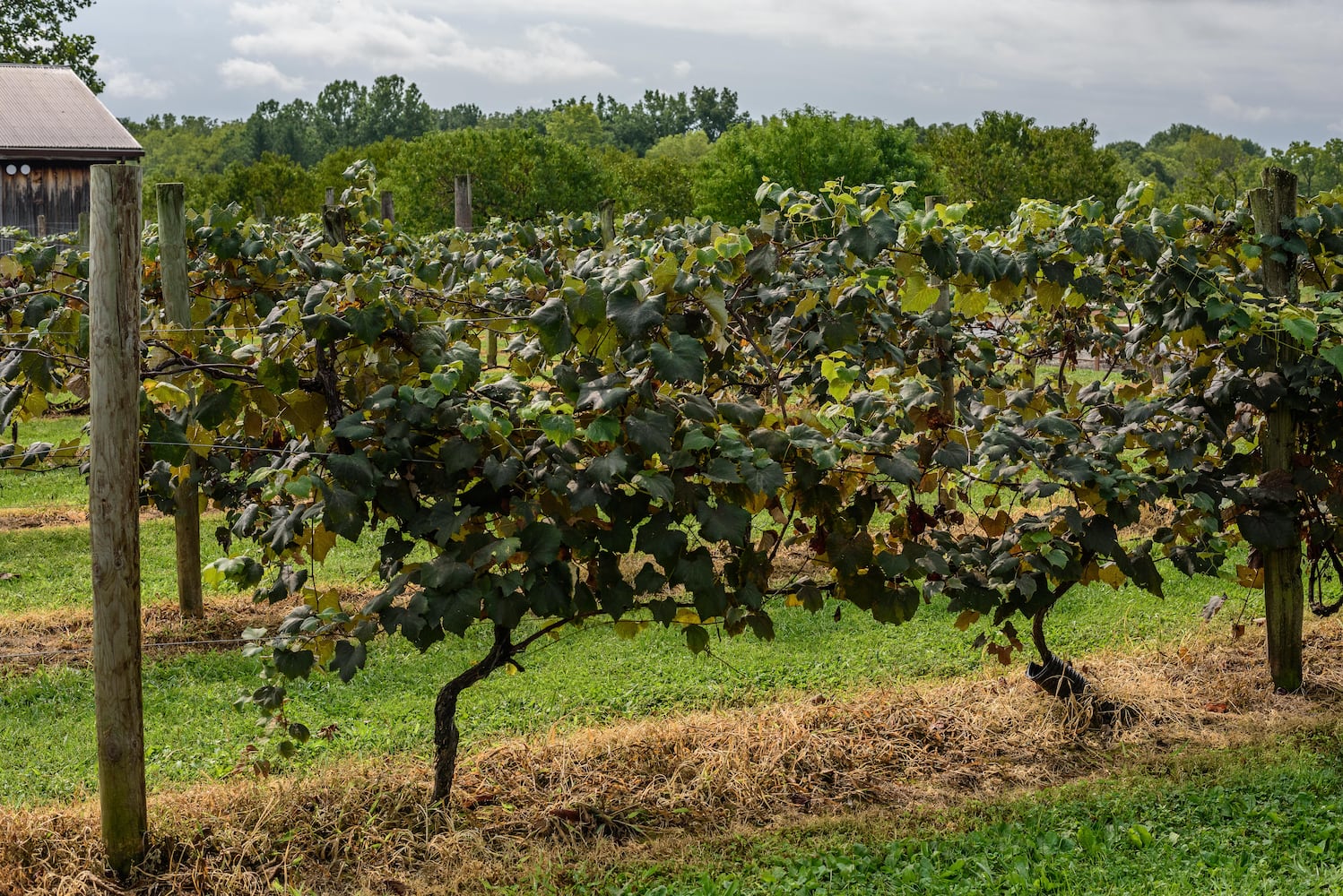Hidden Valley Orchards
