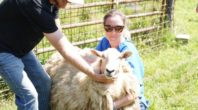 Agents from the Humane Society of Greater Dayton on Wednesday, Aug. 17, 2022, removed 26 animals, including sheep, horses, geese and emus, from a Germantown Pike farm in Jefferson Twp. CONTRIBUTED