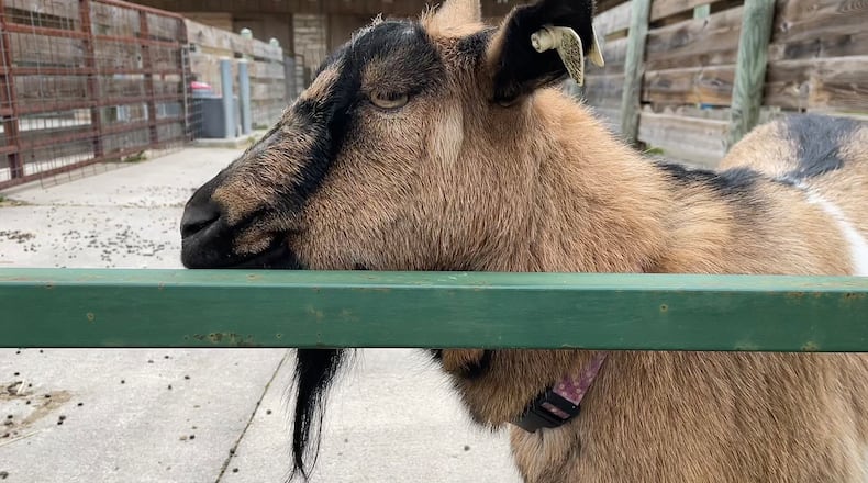Aullwood Farm is open from 9 a.m. to 5 p.m. Monday, April 8 for guests to enjoy activities on the farm before the viewing of the total solar eclipse. NATALIE JONES/STAFF