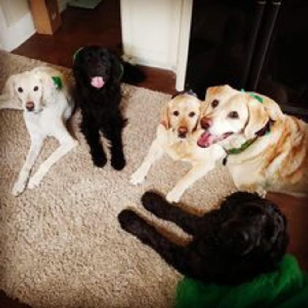 Puppy Day pictures