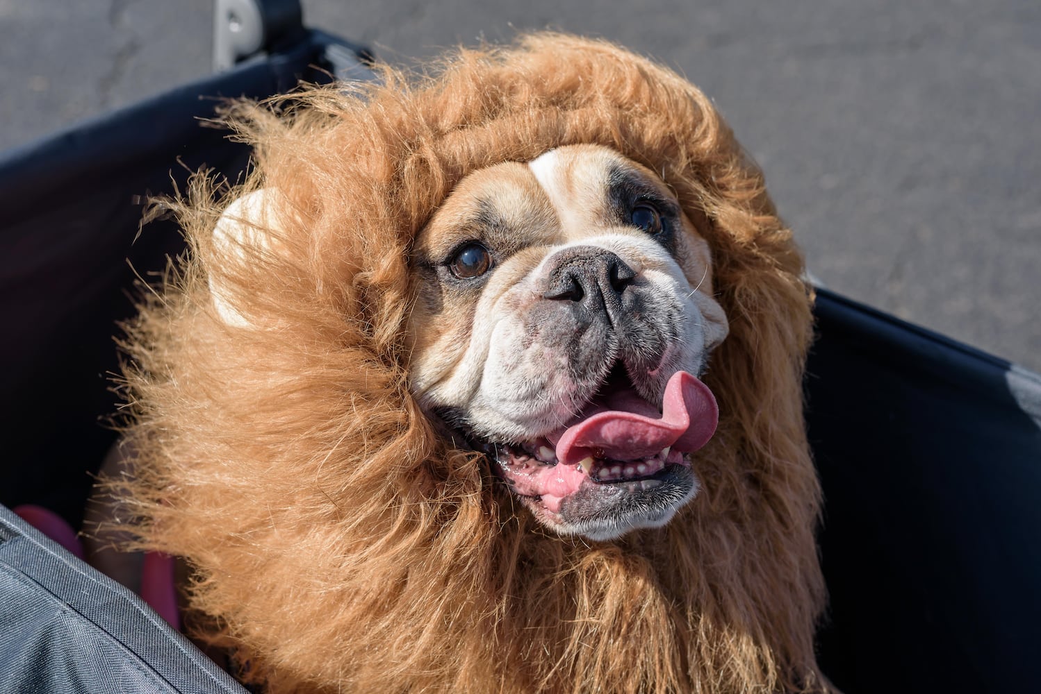 PHOTOS: 2025 Furry Skurry 5K at St. Leonard CHI Living Communities