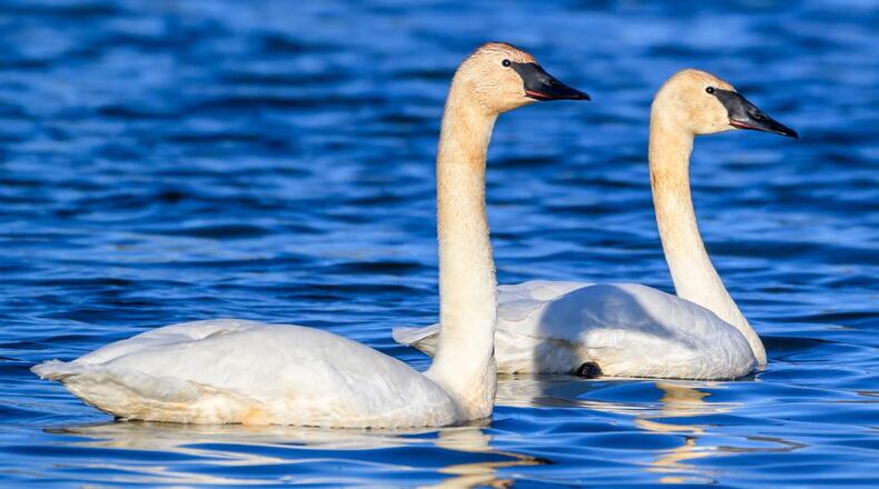 Trumpeter swans. Photo courtesy the Ohio Department of Natural Resources.