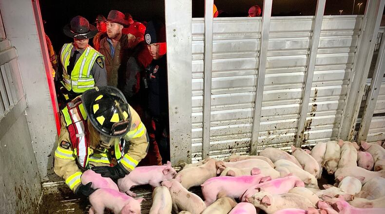 Crews work to catch and transfer piglets after a semi hauling 1,900 piglets overturned on the flyover ramp from I-75 North to I-70 West Friday, Nov. 17, 2023 | MARSHALL GORBY \STAFF