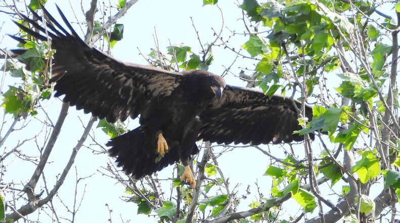 The eagle triplets at Carillion Historical Park have taken flight. The trio, Aviator, Navigator and Pilot, the offspring of Orv and Willa, the park’s resident bald eagles, fledged from their nest last week. JIM WELLER / CONTRIBUTED PHOTO