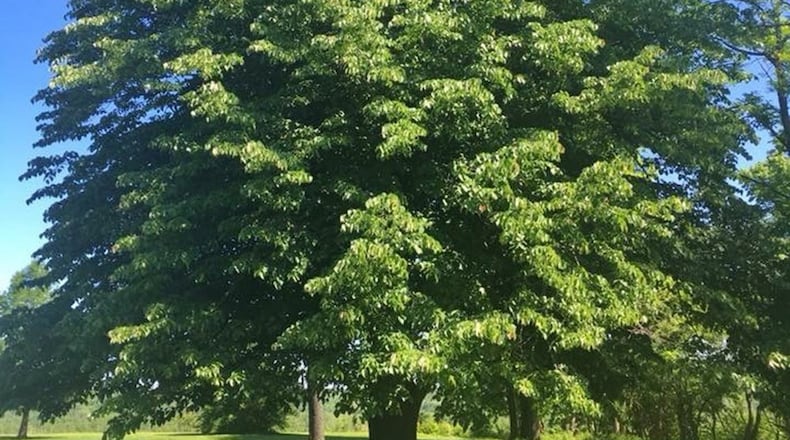 This basswood tree is part of the urban forest on the Wright-Patterson Air Force Base installation and is native to the Midwest and a favorite tree of bees. It grows up to 80 feet tall by 40 feet wide and serves as a great shade tree in large areas. (Contributed photo)
