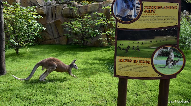 Roo Valley is now open at the Cincinnati Zoo & Botanical Garden. CONTRIBUTED