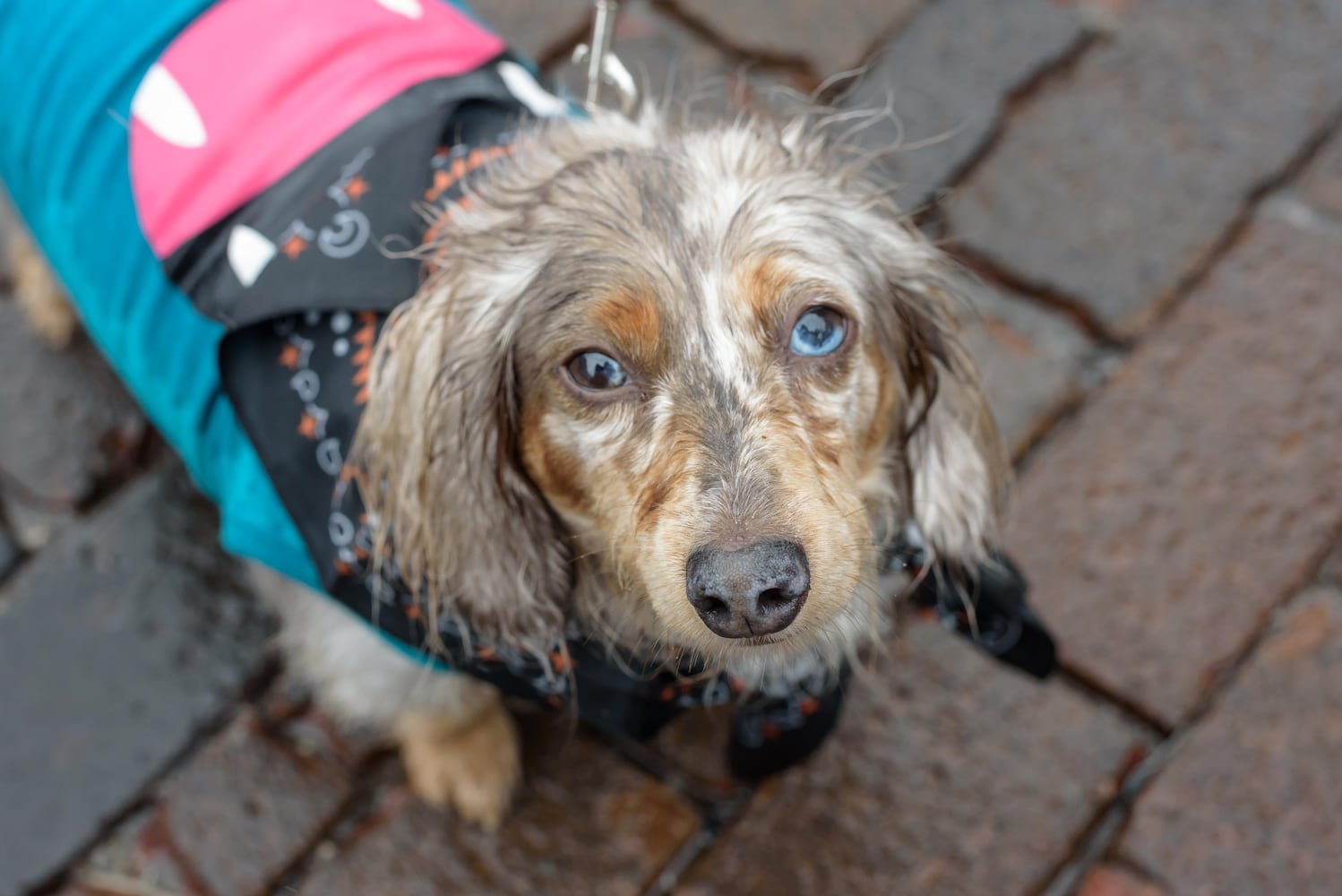 PHOTOS: 2025 Derby Day wiener dog races in the Oregon District