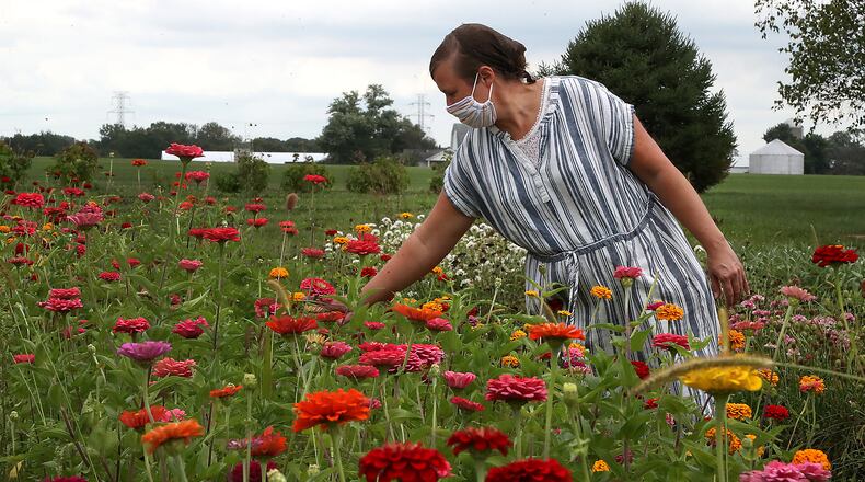 Wendy Lavy, owner of Consider the Lillies flower farm, looks over the Zennias blooming on their New Carlisle farm Wednesday. BILL LACKEY/STAFF