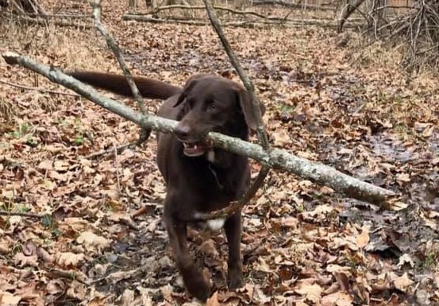 Our staff share pics for National Love Your Pet Day