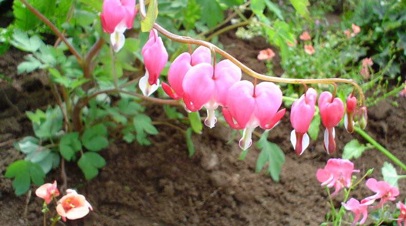 Up close the heart-shaped flowers show why they were beloved heirlooms. (Maureen Gilmer/TNS)