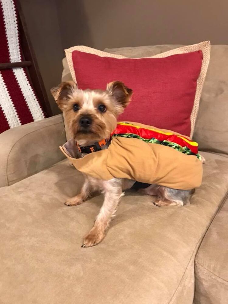 PHOTOS: Local pets ready for Halloween