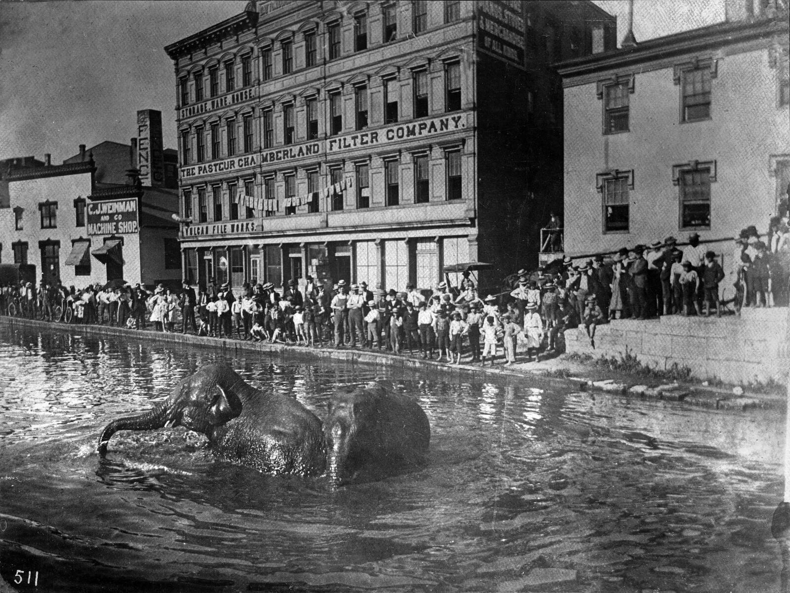 Elephants bath in the canal at the public landing during a street carnival in 1899. DAYTN METRO LIBRARY/ LUTZENBERBER PICTURE COLLECTION