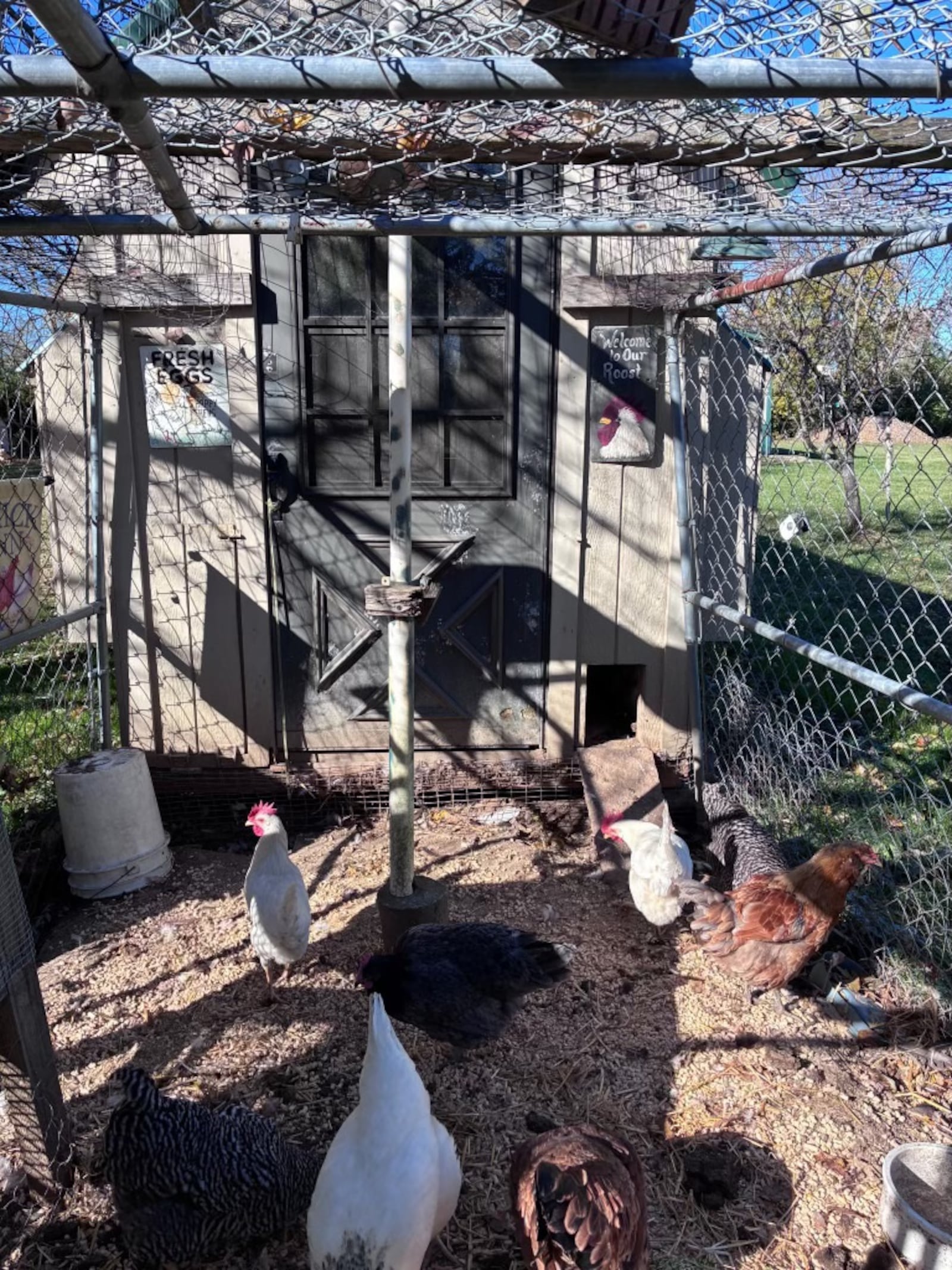 Twelve of Kettering veteran Todd Combs' flock of 18 backyard chickens were rehomed to Spring Valley in Greene County after Combs lost his campaign with the city to keep them. CONTRIBUTED