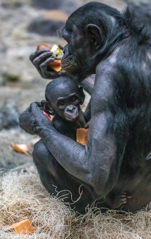 PHOTOS: Those adorable faces! Celebrating Cincinnati Zoo babies