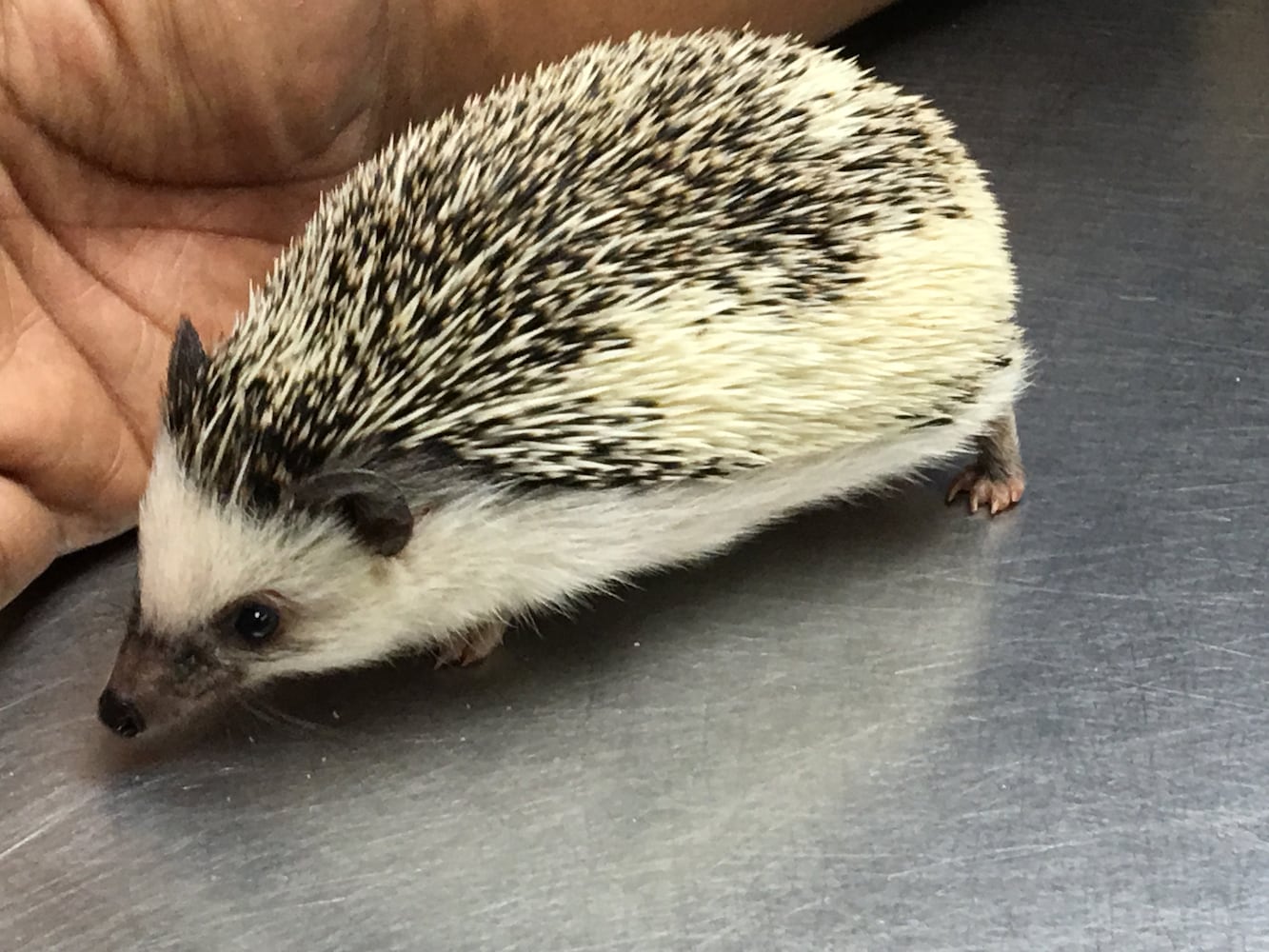Boonshoft Museum of Discovery: Hedgehog