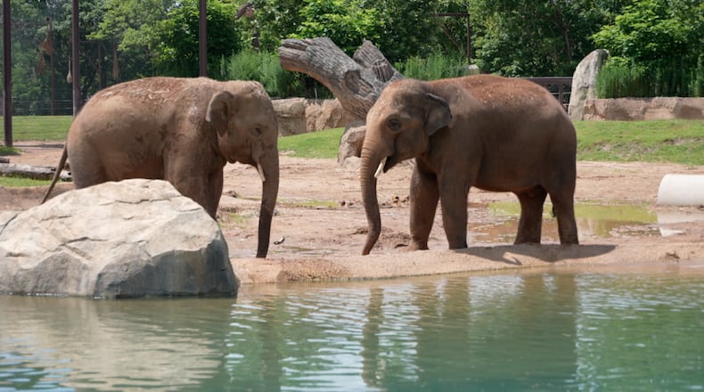 The Cincinnati Zoo & Botanical Garden announced that two young male Asian elephants, Sanjay and Kabir, are now testing negative to a deadly virus thanks to a new vaccine. Ray Pfeffer/WCPO