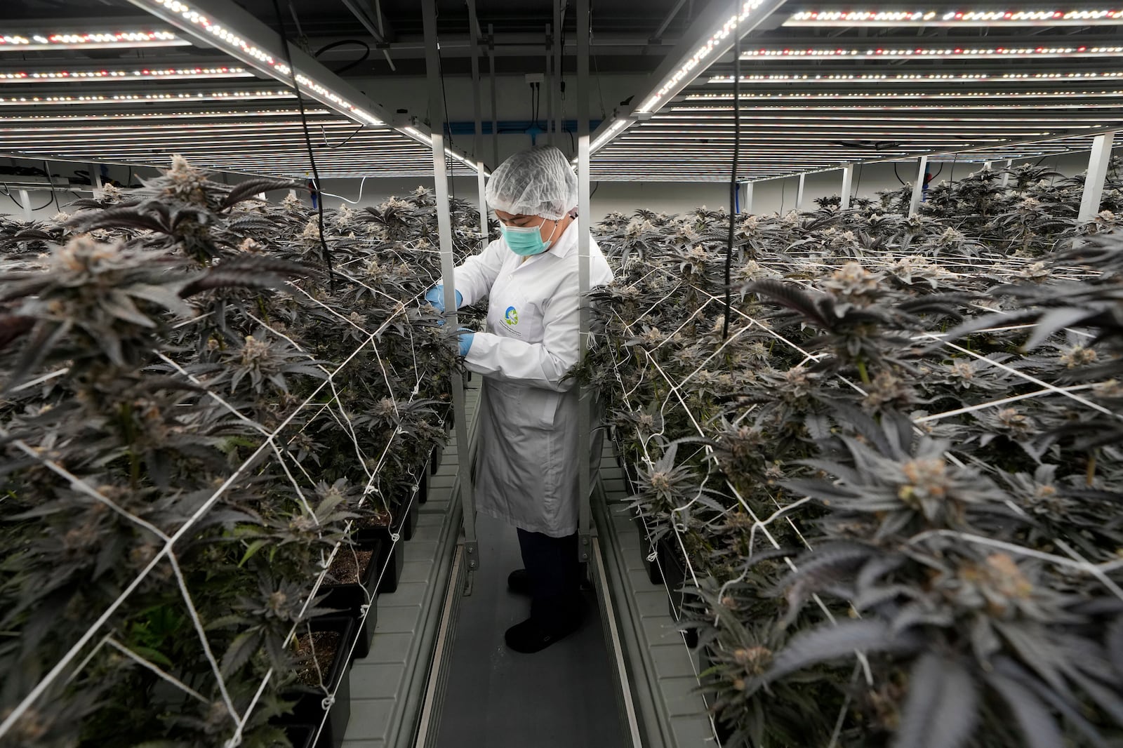 FILE -A worker tends to cannabis plants at a farm in Kanchanaburi province, west of Bangkok, Thailand, July 16, 2024. (AP Photo/Sakchai Lalit, File)