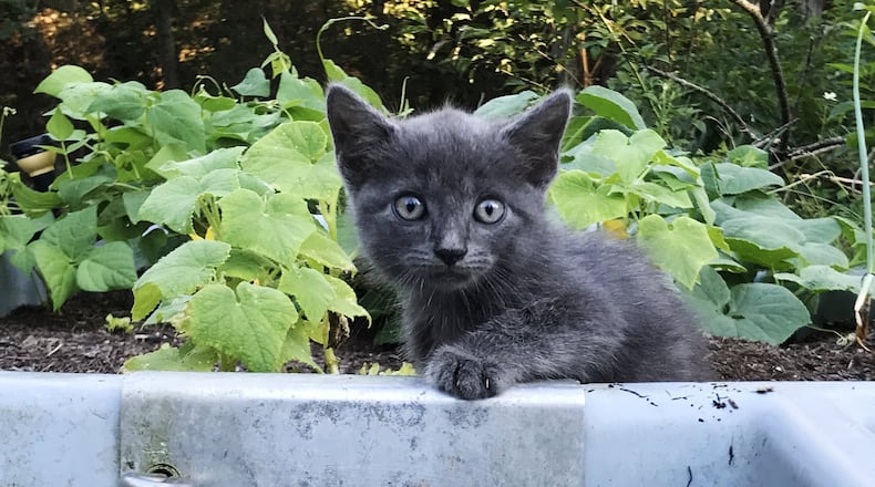 The city of Middletown is making changes to enforce a new, stricter animal control ordinance. The effective date of the new legislation will be March 1, 2019. One of the proposed changes to the policy would require all dogs, cats, and other companion animals to have proper identification such that the owner can be determined easily by the City. This would include a collar and registration tag with information or a microchip and eartag with information to a national registration database. NICK GRAHAM/STAFF