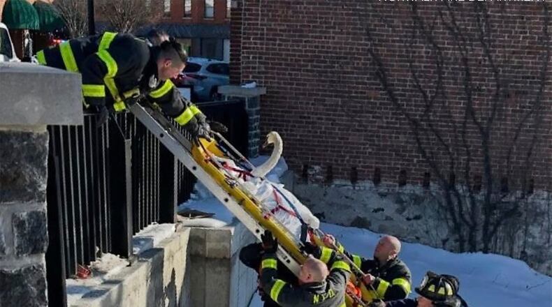 Firefighters with the Norwalk Fire department hoist a swan up a ladder on a stretcher after freeing it from the ice on the Norwalk River, Tuesday, Feb. 3, 2026 in Norwalk, Conn. (Norwalk Fire Department via AP)