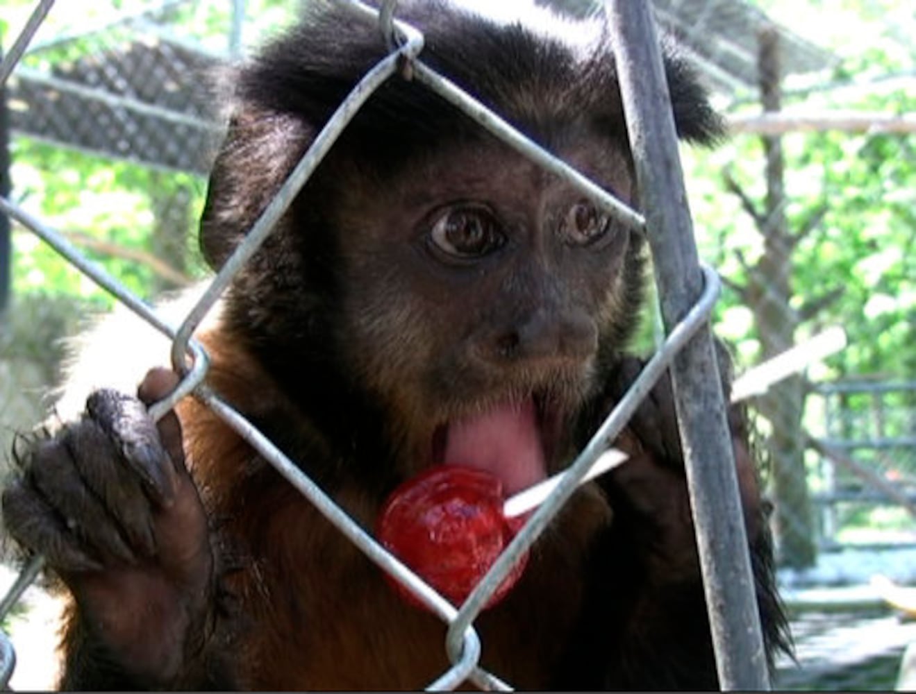 Heaven's Corner Zoo
