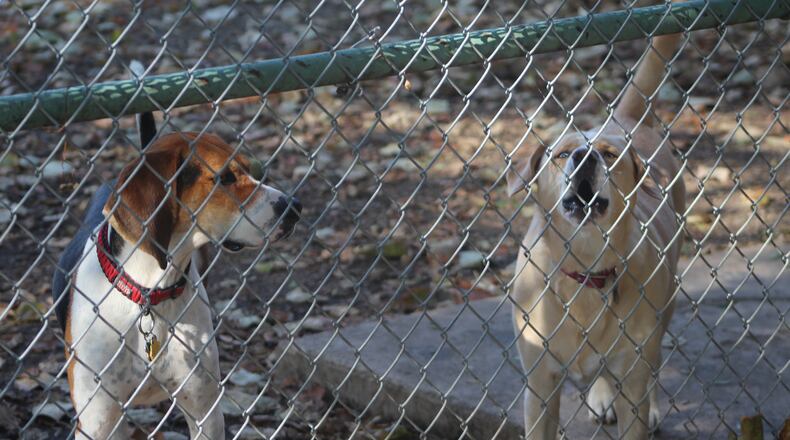 Dogs at the Deeds Point dog park, across the river from downtown Dayton. CORNELIUS FROLIK / STAFF