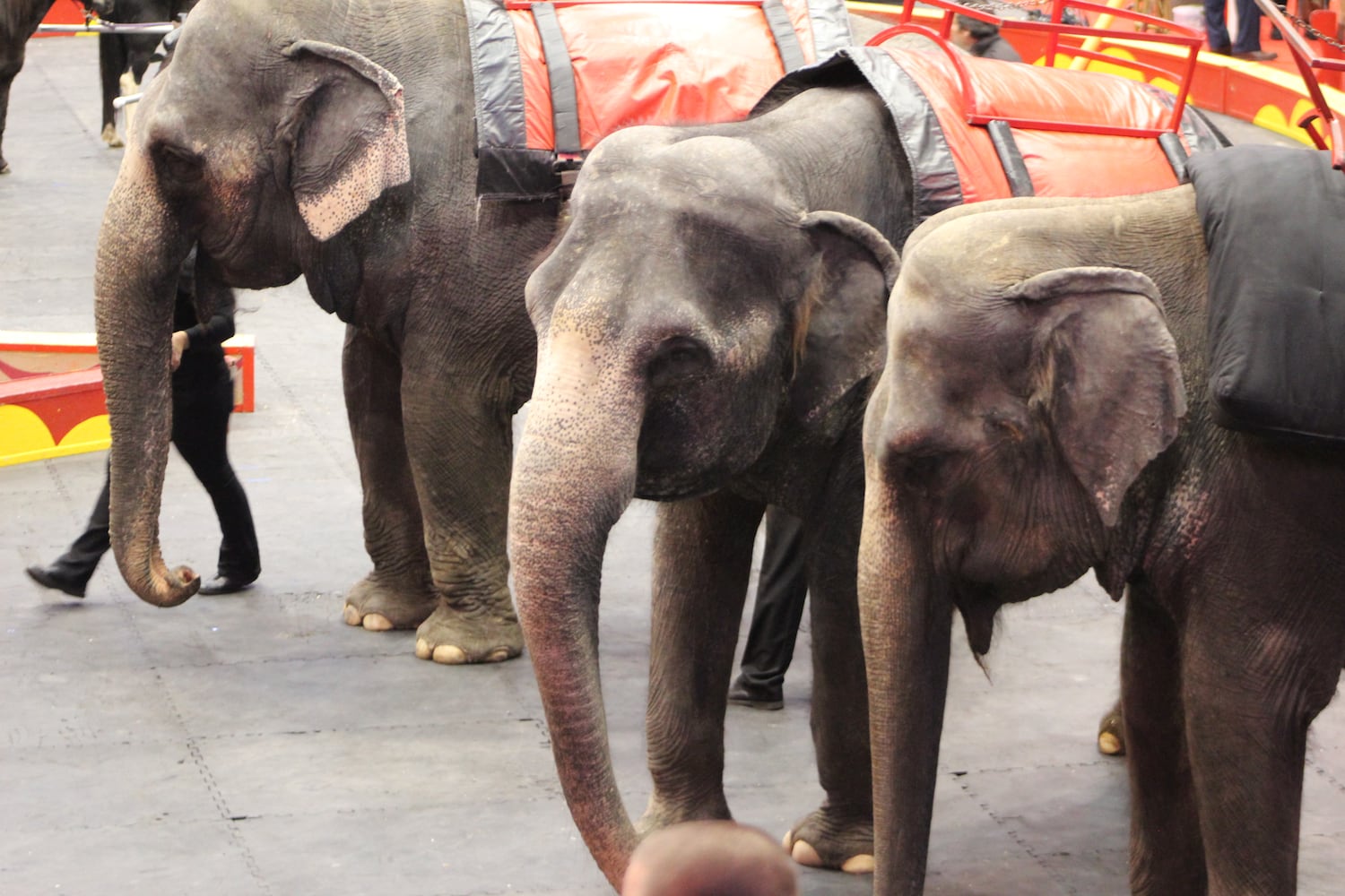 PHOTOS: Antioch Shrine Circus at UD Arena