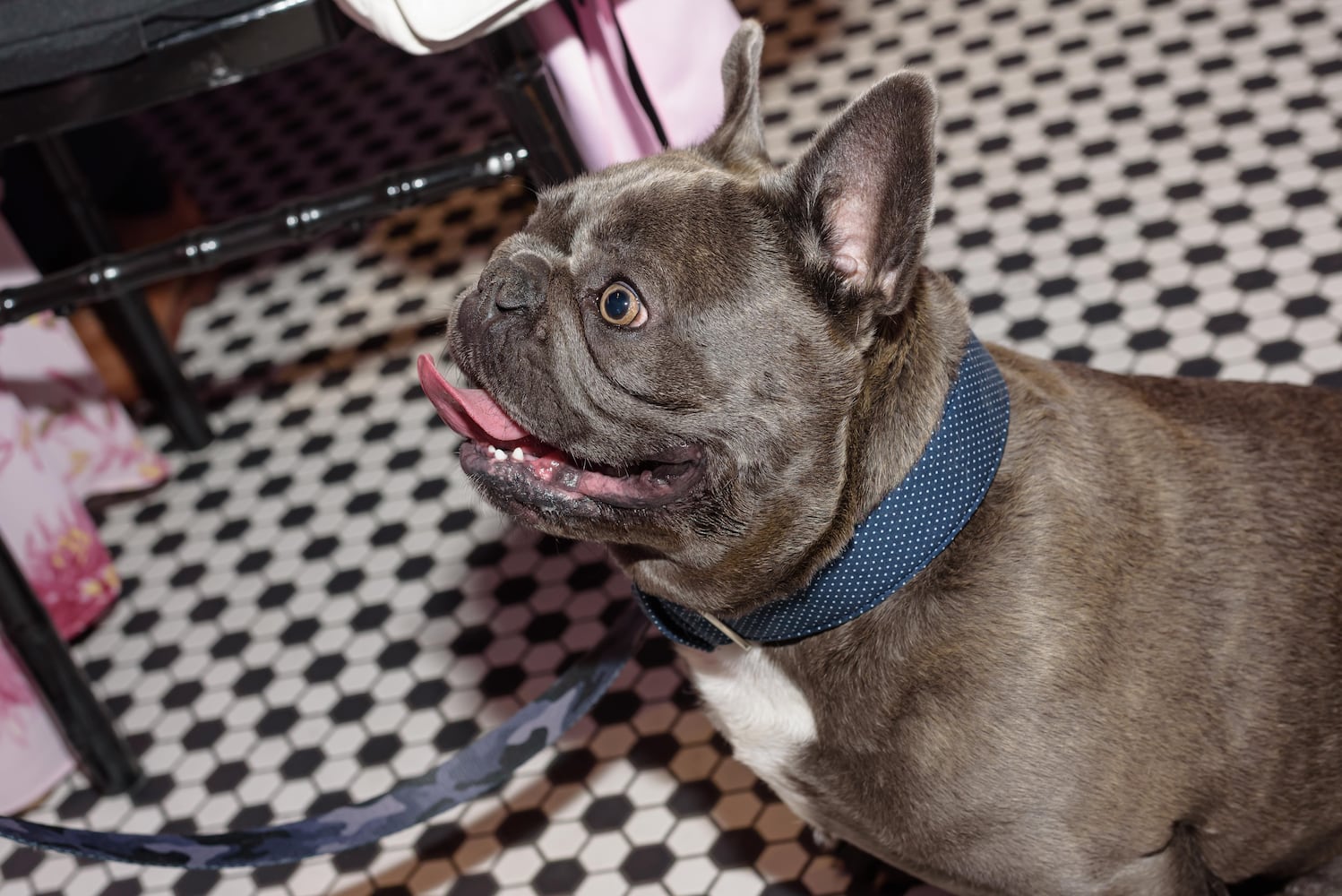 PHOTOS: 2025 Pet Afflaire Gala at the Dayton Arcade