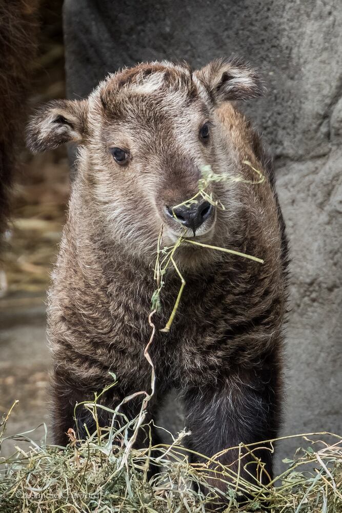PHOTOS: Fall in love with Cincinnati Zoo babies