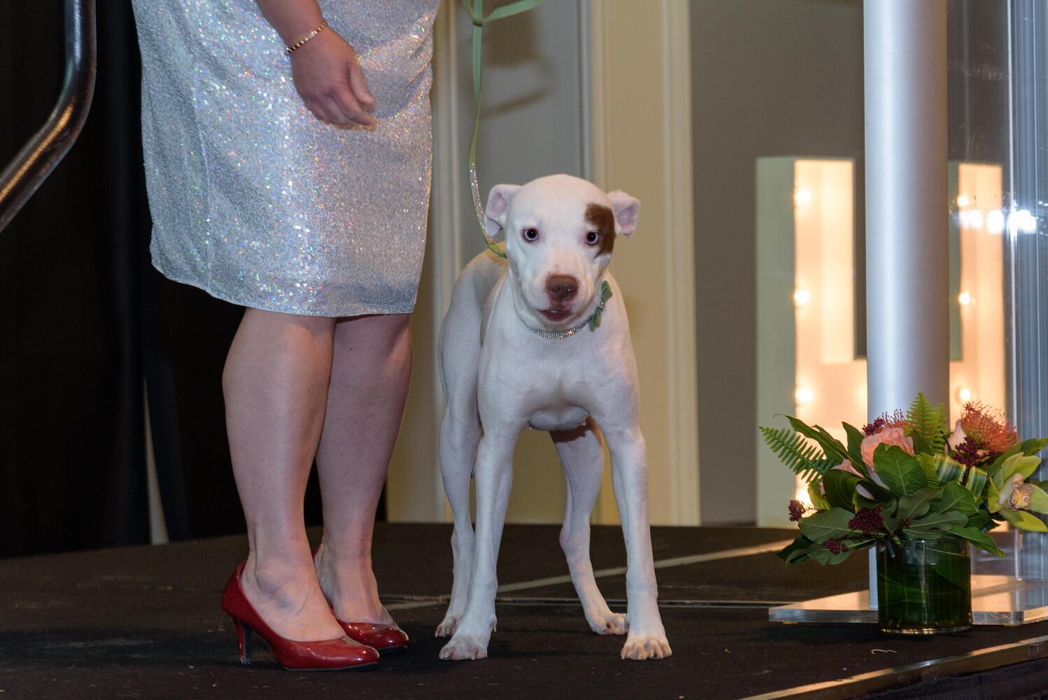 PHOTOS: Did we spot you at the Pet Afflaire Gala at the Dayton Arcade?