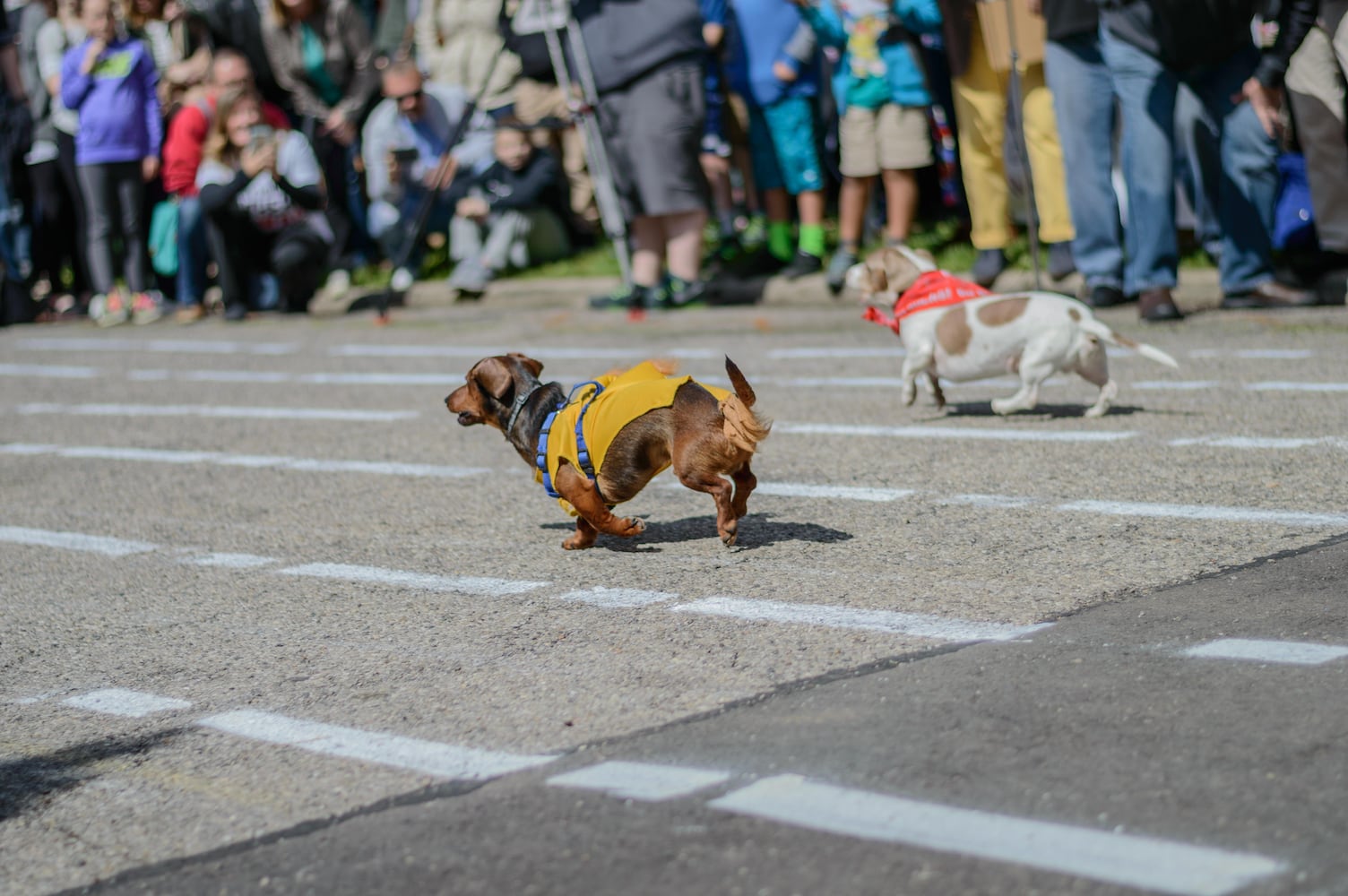 Derby Day in the Oregon District 2017
