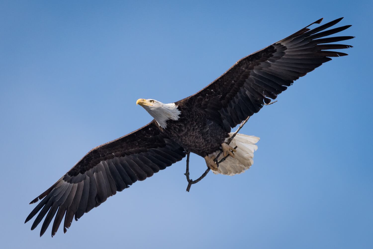 PHOTOS: Bald eagles at Carillon Historical Park