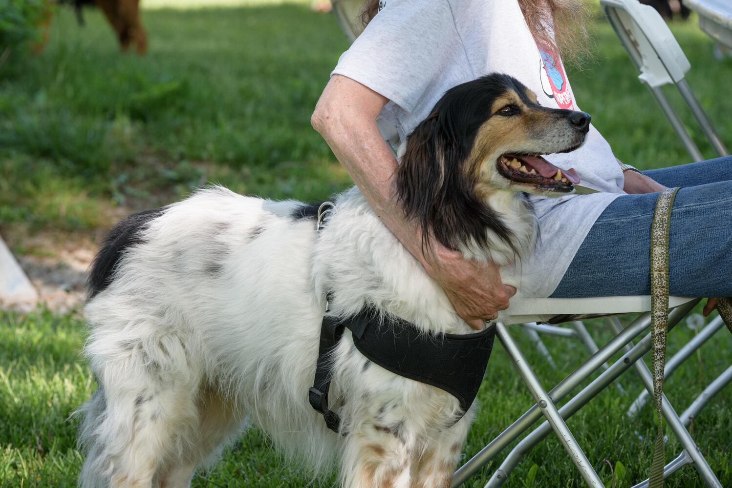 PHOTOS: Did we spot you and your doggie during the Furry Skurry 5K & Furry Fest at Eastwood MetroPark?