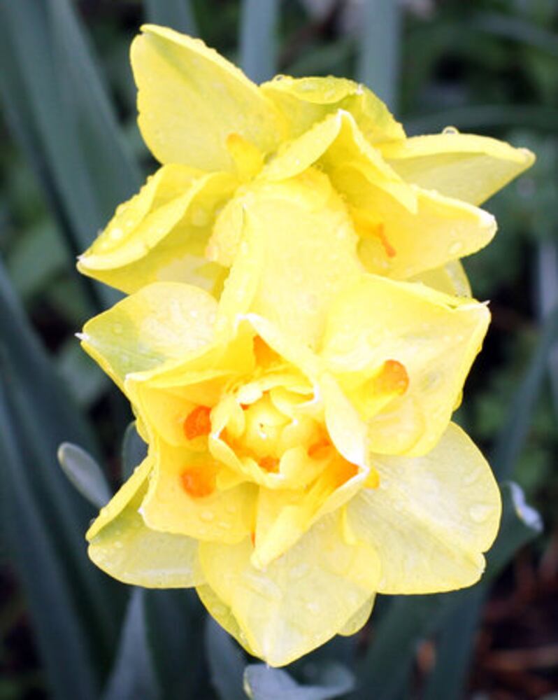 Spring Bulb Festival