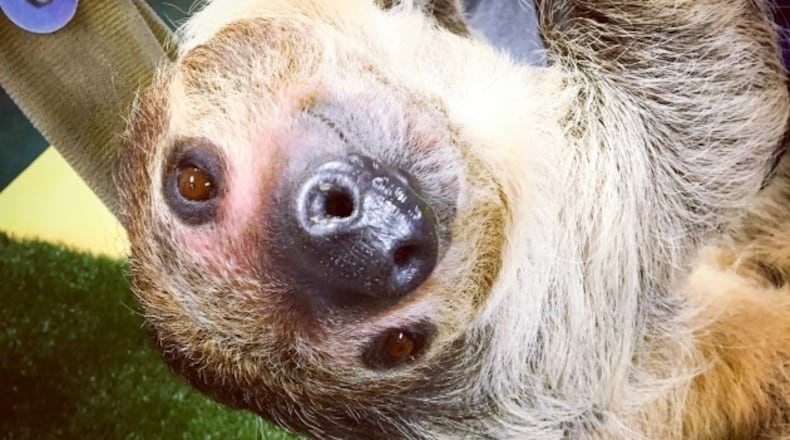 Patience the Sloth, a Boonshoft Museum of Discovery resident. CONTRIBUTED