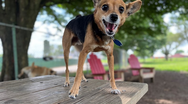 Deeds Point Dog Park is moving to a new location north of Triangle Park. The dog park needs to be out of its current location by July 3. CORNELIUS FROLIK / STAFF