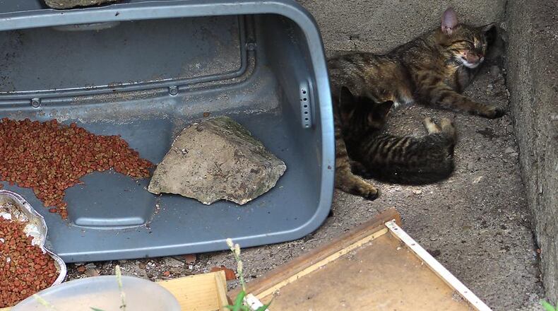 This stray cat and her kitten sleep next to food that was left for them in Champaign County. Similar feeding is now banned in Vandalia. JEFF GUERINI / STAFF