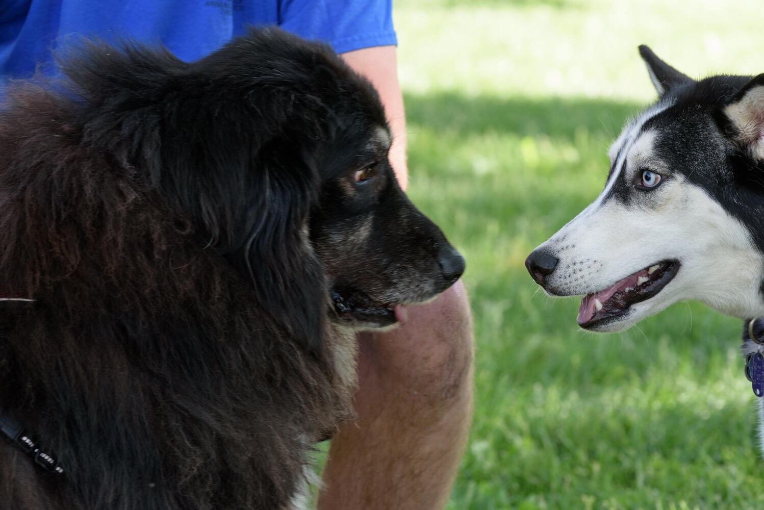 PHOTOS: Did we spot you and your doggie during the Furry Skurry 5K & Furry Fest at Eastwood MetroPark?