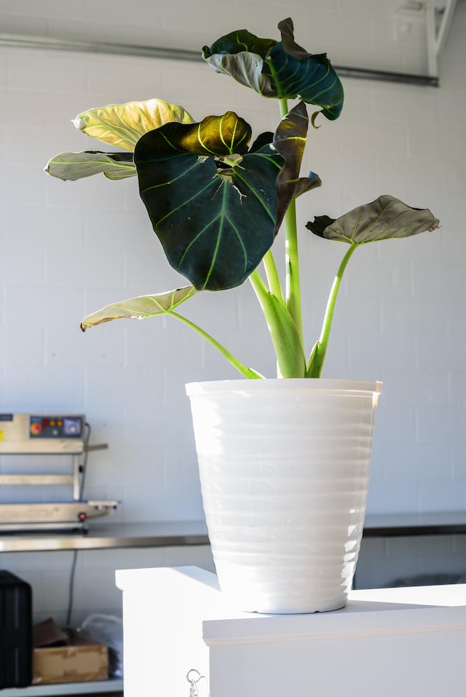 PHOTOS: Pettibone Coffee Sneak Peek