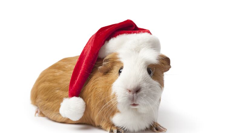 Yes, that potential pet may be cute, but don’t act on impulse when buying as a gift. CONTRIBUTED