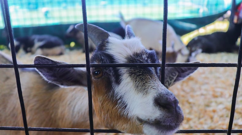 A goat in Jungle Island Zoo's mobile petting zoo at the 2025 Montgomery County Fair. DION JOHNSON/STAFF