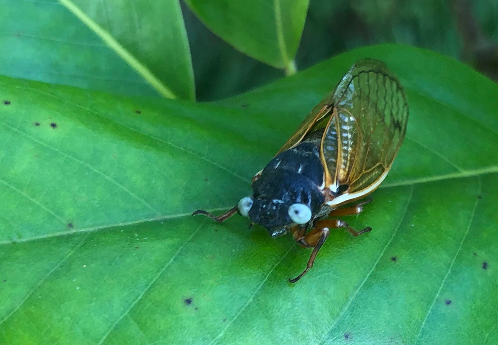 Dale Richter found a rare blue-eyed cicada Tuesday, June 15, 2021, on his farm off Trenton-Oxford Road in Wayne Twp., Butler County. CONTRIBUTED