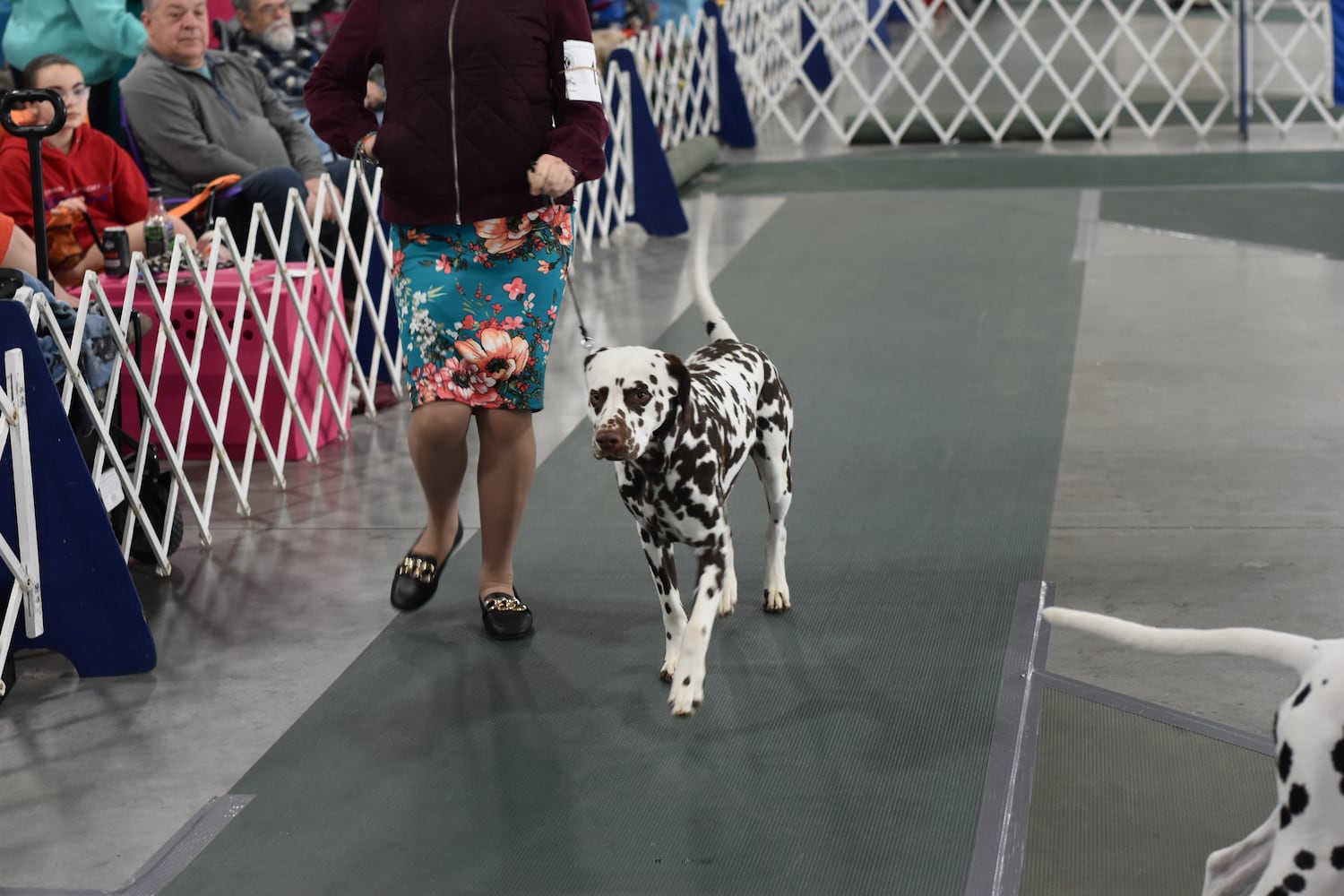 Fort St. Clair Kennel Club Dog Show